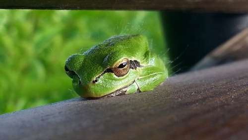 Frog Nature Green Animal World Of