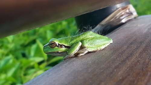 Frog Nature Green Amphibian