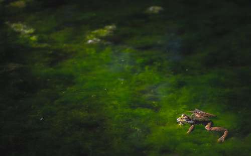 Frogs Reptiles Moss Water River Riera Puddle