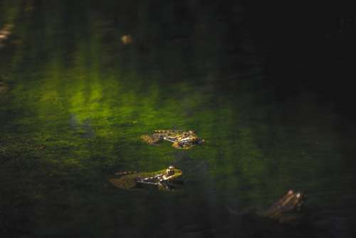 Frogs Reptiles Moss Water River Riera Puddle