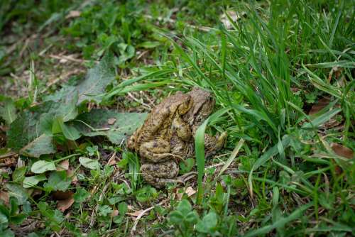 Frogs Toads Mating Season Pairing Mating