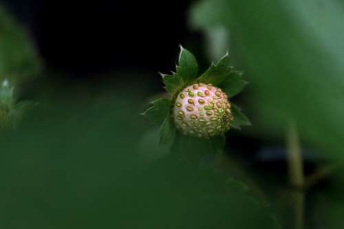 Fruit Strawberry Plant Nature Green