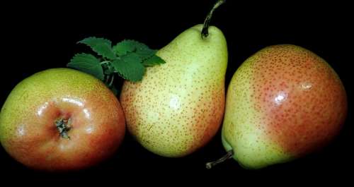 Fruit Pears Ripe Healthy Food Diet Nutrition