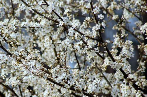 Fruit Tree Plum Flowering Spring Branch Nature