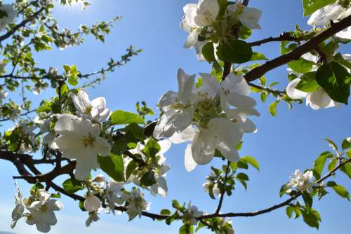 Fruit Tree Blossoming Spring Bud Rays Sun Sky Blue