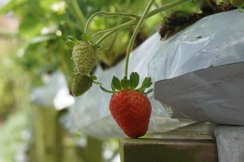 Fruits Strawberries Farm Plant