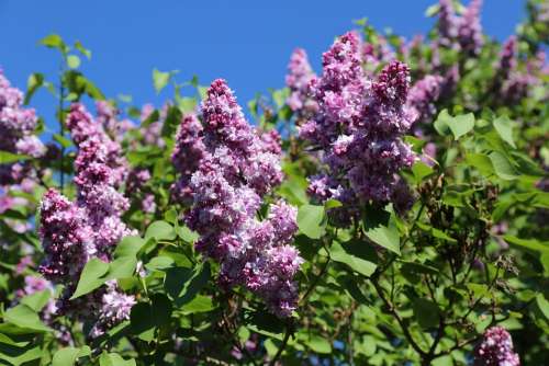 Garden Flowering Floral Botany Flowers Bloom