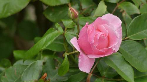 Garden Rose Flower Blossom Bloom Pink