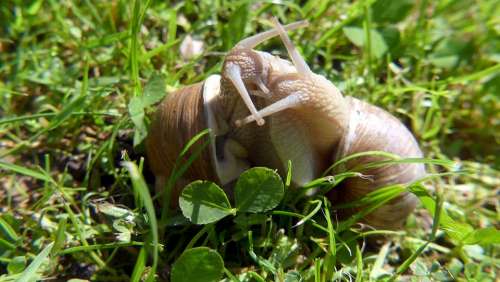 Garden Snails Nature Love