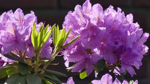 Garden Rhododendron Rhododendron Flower Purple