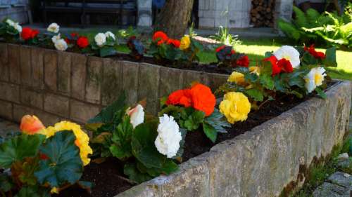 Garden Nature Plants Flowers Begonias White Red