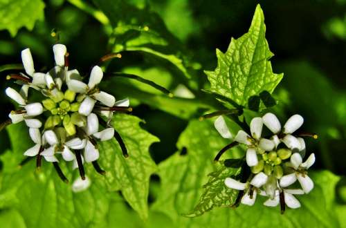 Garlic Herb Garlic Mustard White Flowers Wild Flower