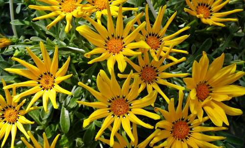 Gazanie Yellow Flowers Garden Spring Nature