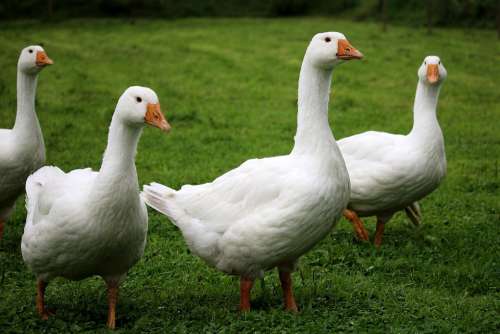 Geese White Poultry Birds Farm Animals