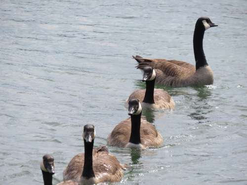Geese Water Reflection Nature Bird Goose Animals