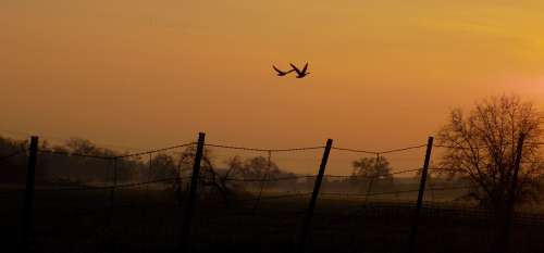 Geese Sunset Flight Fence Birds Nature Flying