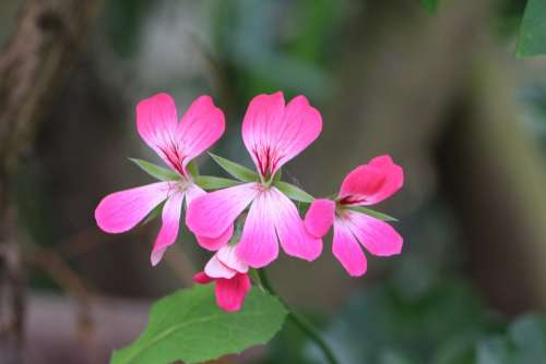 Geranium Flower Pink Spring Summer Pelargonium