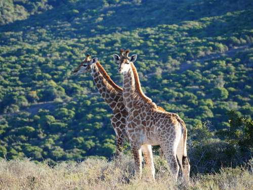 Giraffe Africa Safari Animal Giraffes Neck Wild