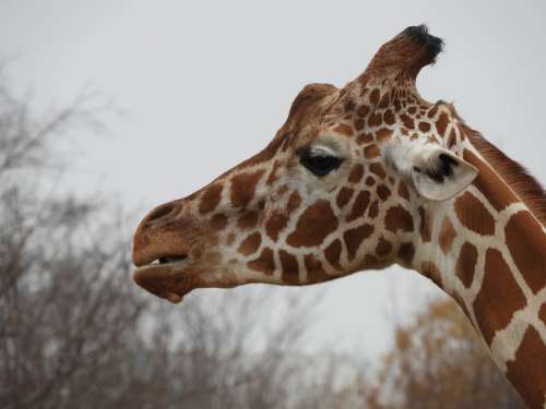 Giraffe Zoo Head Animal Mammal Africa Wildlife