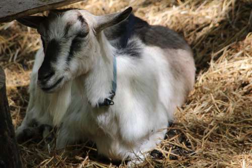 Goat Animal Farm Mammal