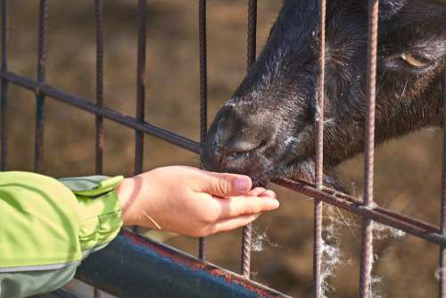 Goat Feeding Feed Child Hand Child'S Hand Sweet
