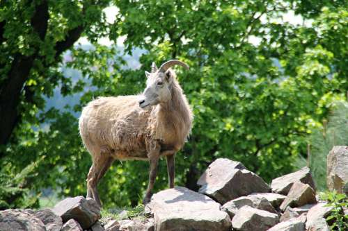 Goat Animal Zoo Mammal Corners Creature Fur