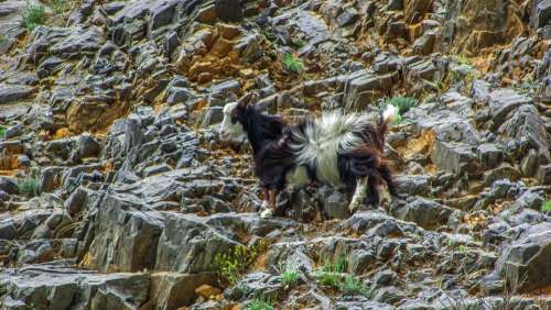 Goat Animal Cliff Livestock Adaptation Nature