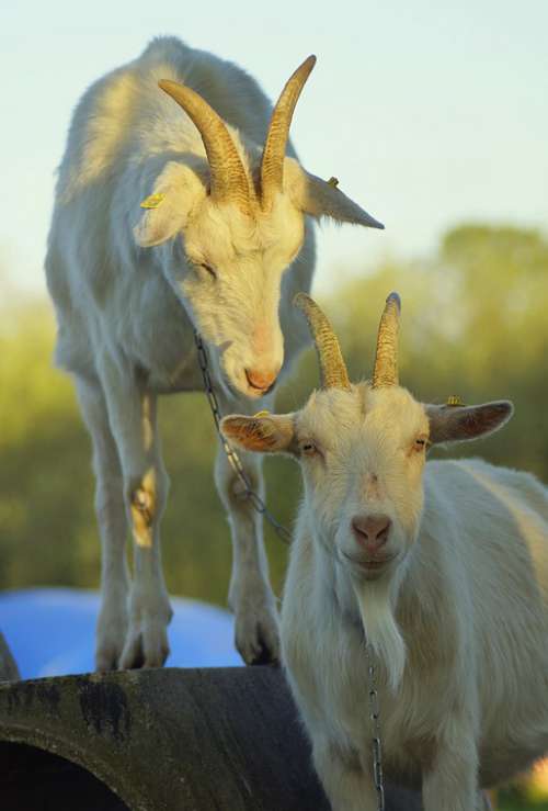 Goats Portrait Climb Pair Together Close Up White