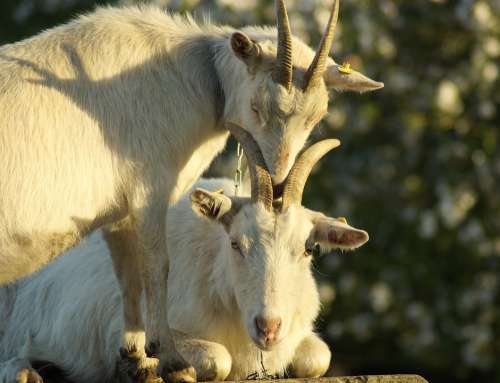 Goats Horns Goat'S Head Snuggle Tease Contact