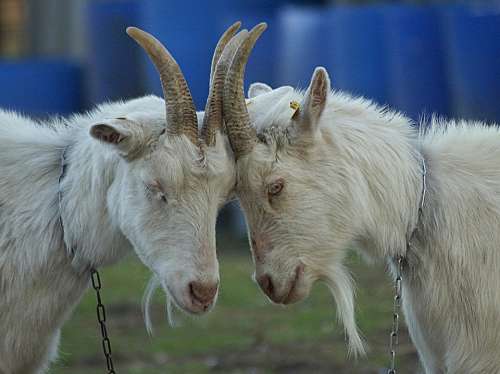 Goats Intimacy Tenderness Connectedness Together