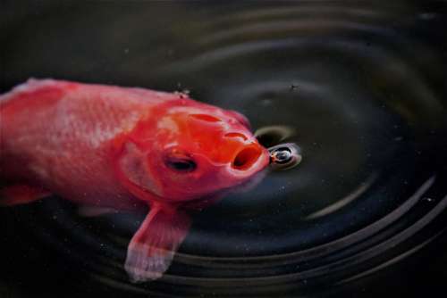 Goldfish Fish Pond Fish Mouth Water Animal Gold