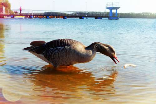 Goose Grey Goose Water Bird Lake Beach Food