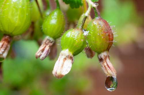 Gooseberry Fruit Young Bush Growth A Drop Of Rain