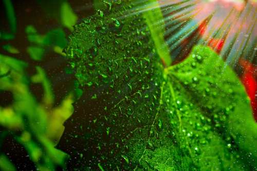 Grape Leaf Sunlight Droplets Water Dusk Green