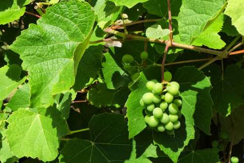 Grapes Screw Fruit Viticulture Vineyard Green