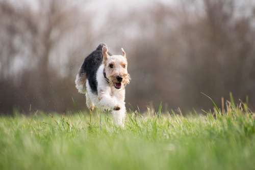 Grass Dog Mammal Animal Nature Terrier Running