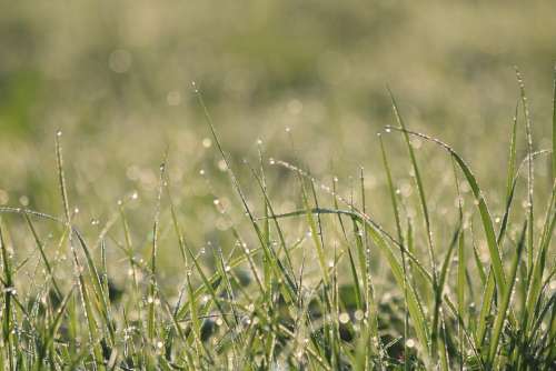 Grass Dew Green Meadow Nature Morning Drops