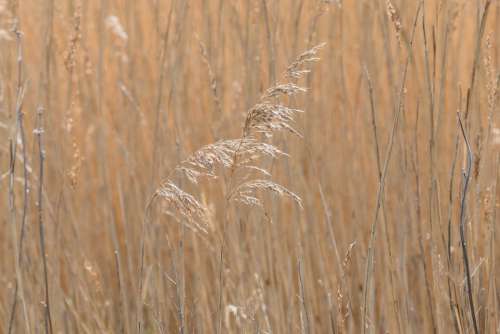 Grass Summer Nature Meadow Alone Rural