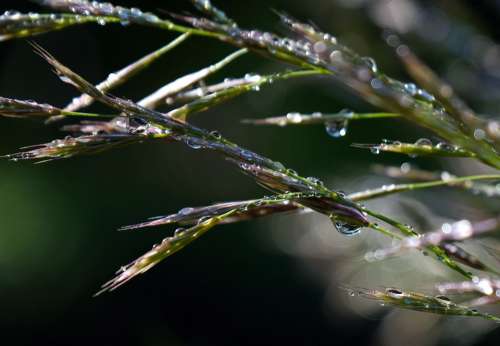 Grass Halme Morgentau Dewdrop Meadow Wet