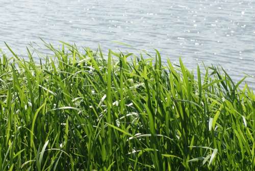 Grass Sea Landscape Figure Ocean Nature The Coast