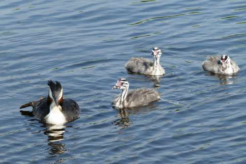 Great Crested Grebe With Young Boy Chicks Boy
