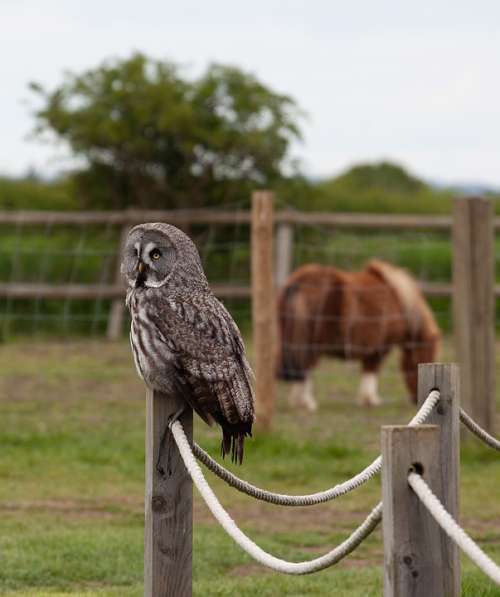 Great Gray Owl Owl On Post Owl Gray Owl Hunter