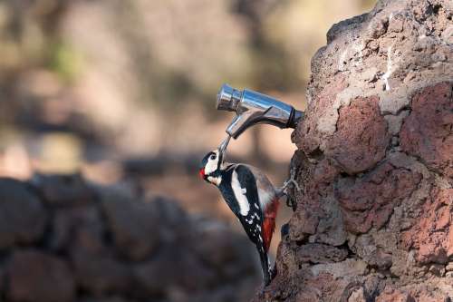 Great Spotted Woodpecker Bird Avian Woodpecker