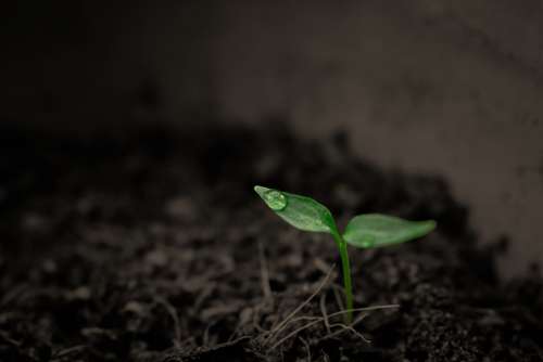 Green Grow Grow Up Plant Rain Single Singular