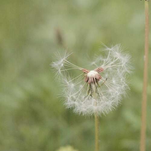 Greens Leaves Dandelion Spring Green Flowers