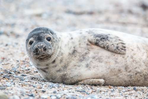 Grey Seal Helgoland Dune Sand Beach Nature Animal