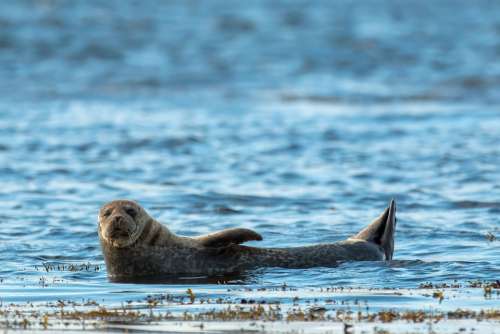 Grey Seal Animal Seal Scotland Sea Blue Water