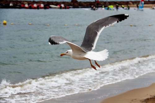 Gull Flight Beach Bird Seagull Wing