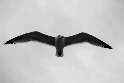 Gulls Birds Fly Seagull Flight