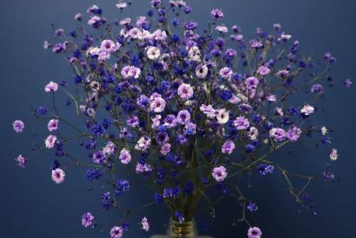 Gypsophila Flowers Bouquet Atmosphere Vase